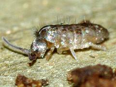 Springtail